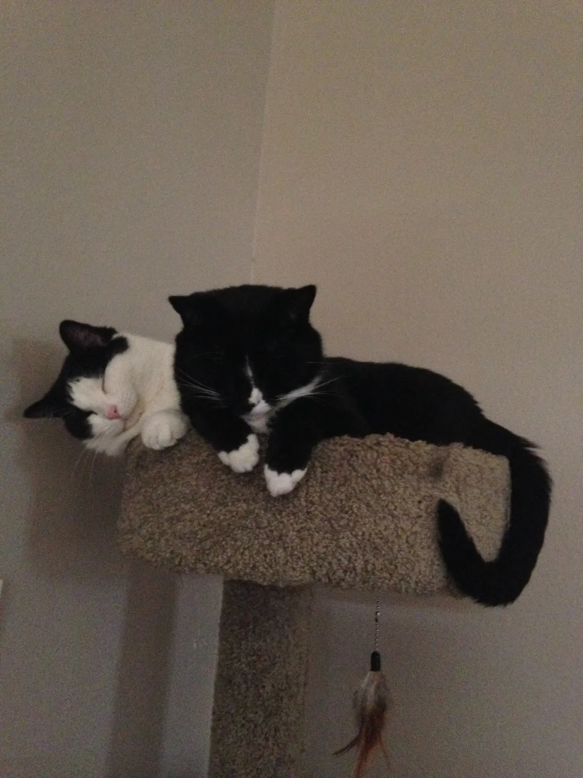 Lost cat in Millville, UT, 84326