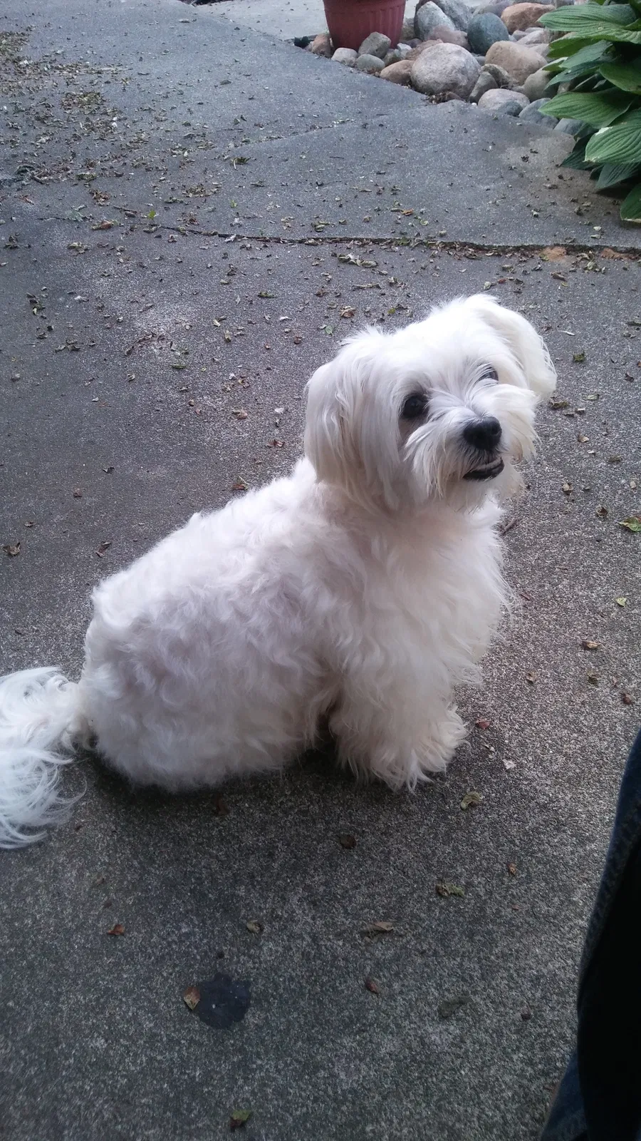 Lost dog in Saginaw, MI, 48601