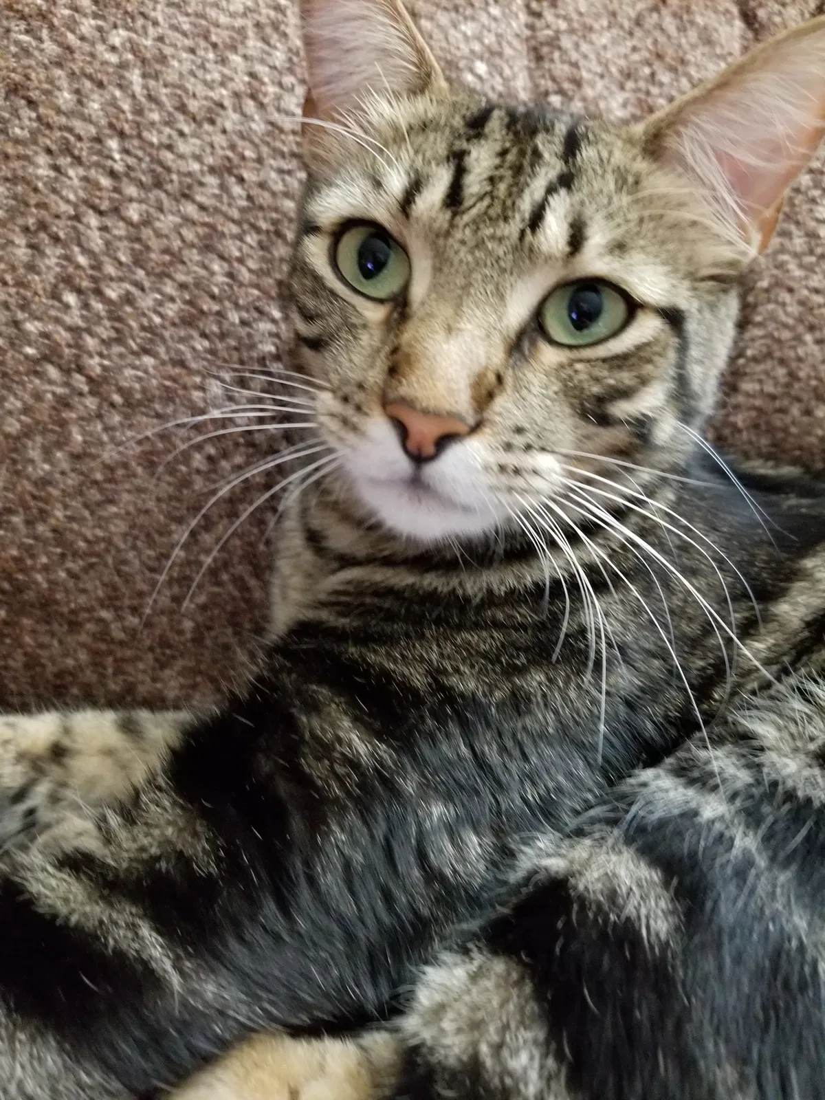 Lost cat in Glendale, AZ, 85302