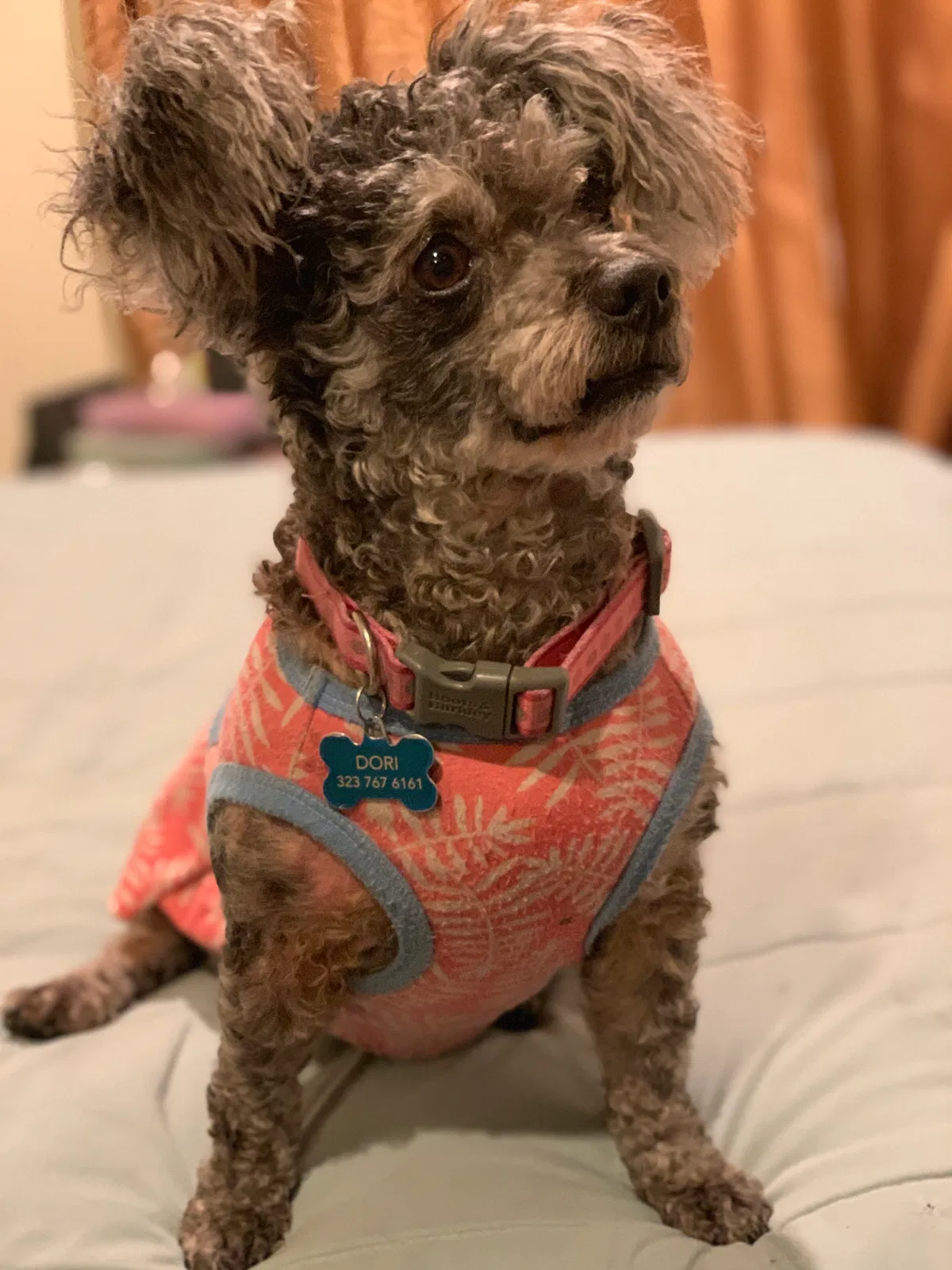 Lost dog in Bakersfield, CA, 93314