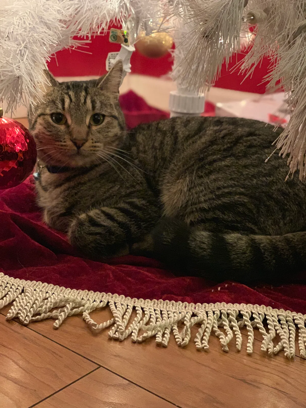 Lost cat in Sparks, NV, 89431