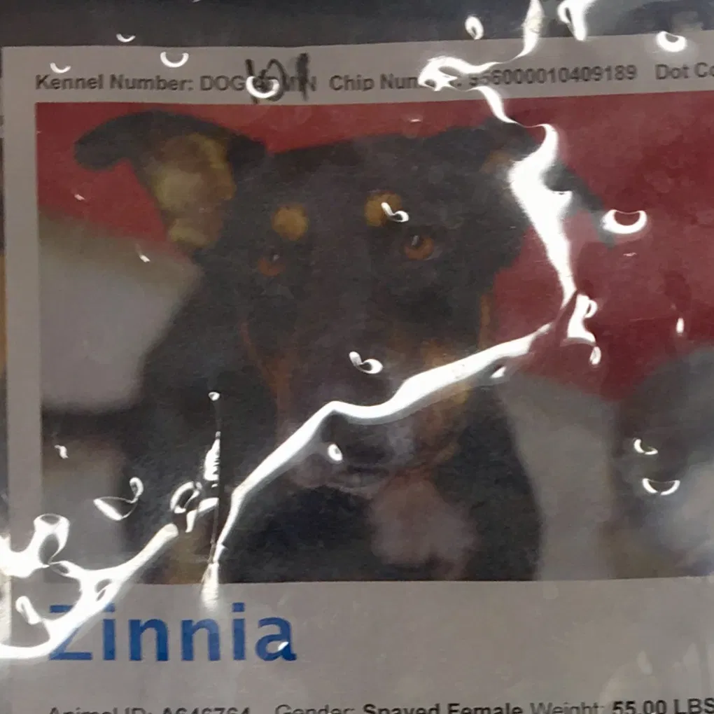 Lost dog in Tucson, AZ, 85705