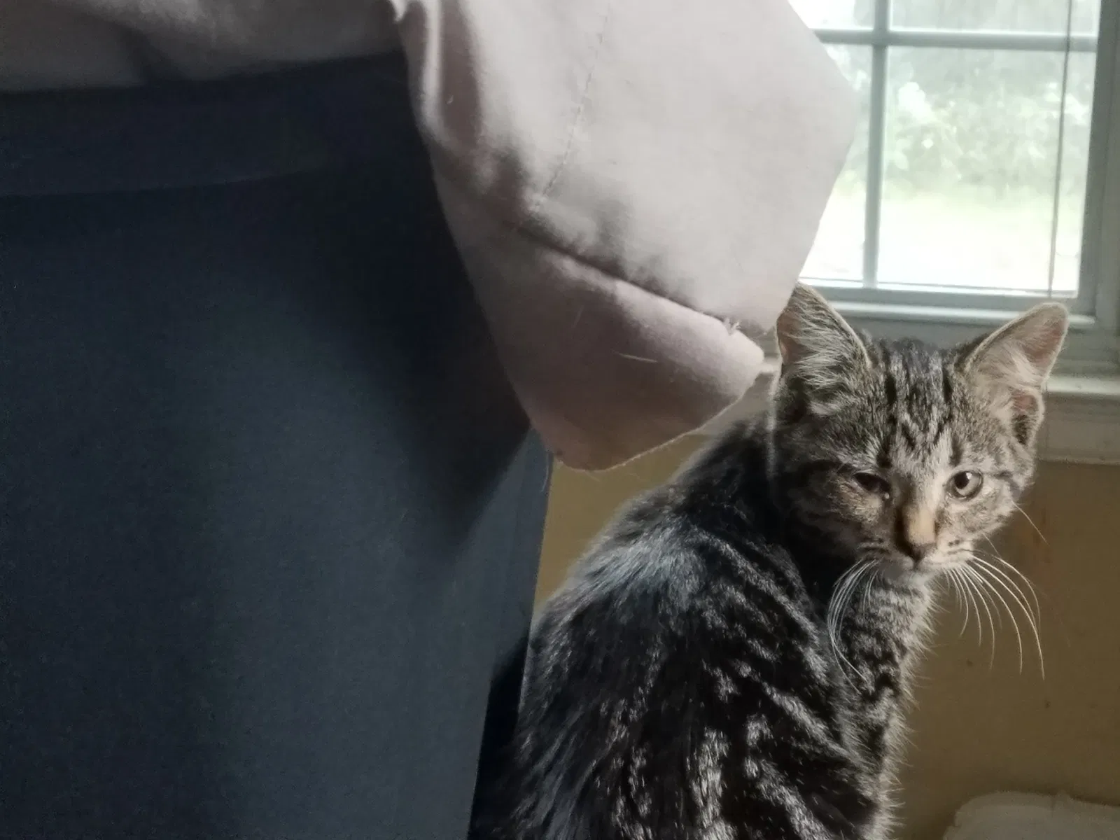 Lost cat in Toledo, OH, 43613