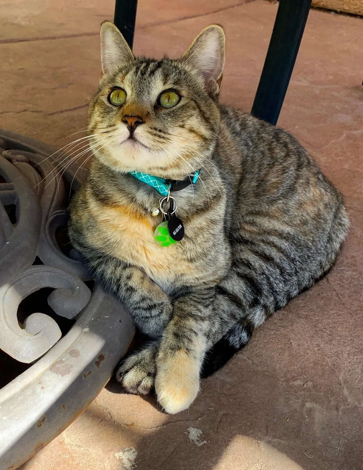 Lost cat in Santa Clarita, CA, 91390