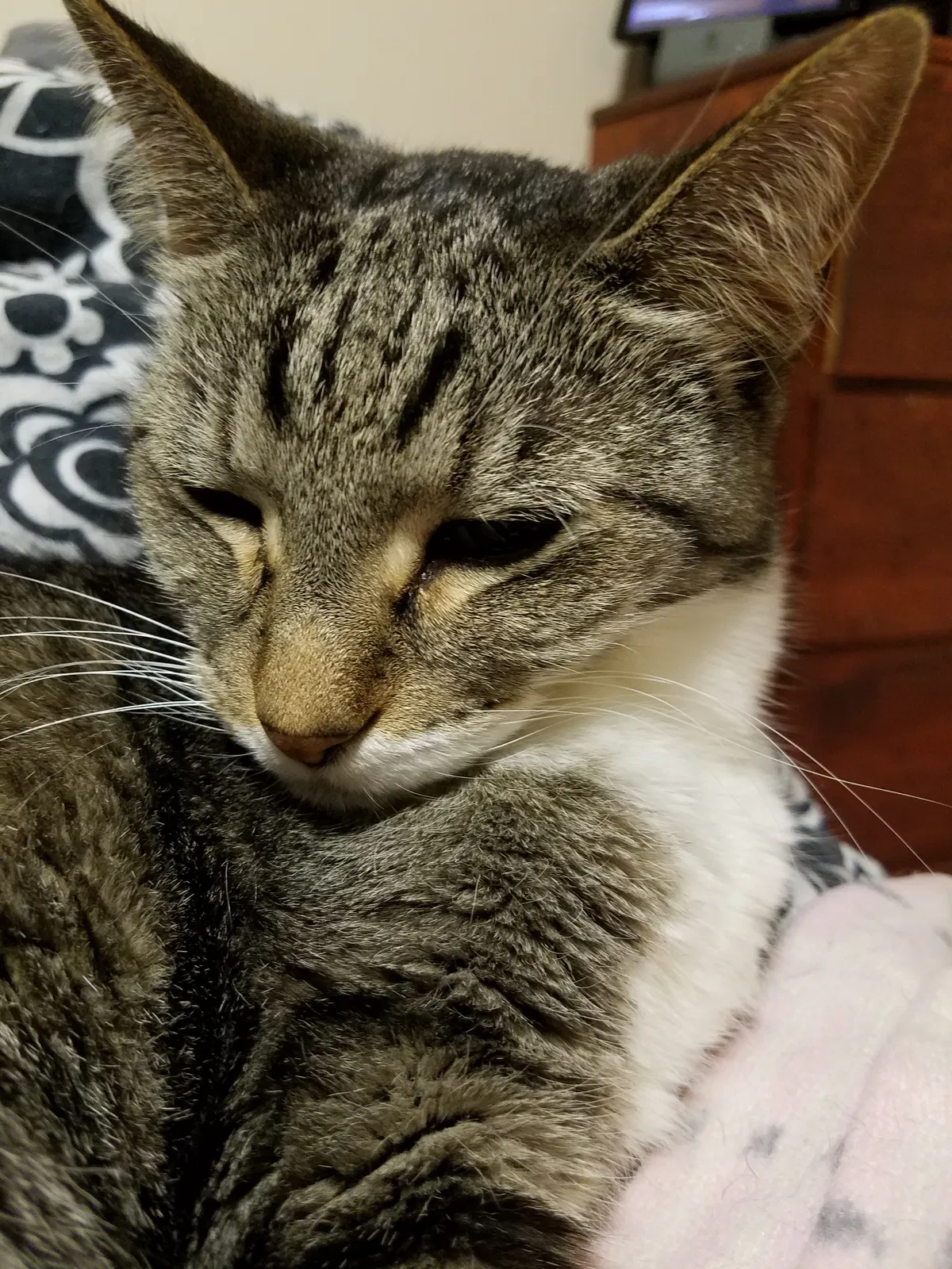 Lost cat in Knoxville, TN, 37918