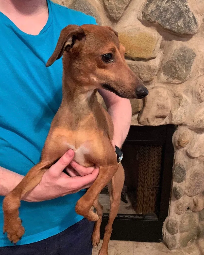 Lost dog in Columbus, IN, 47201