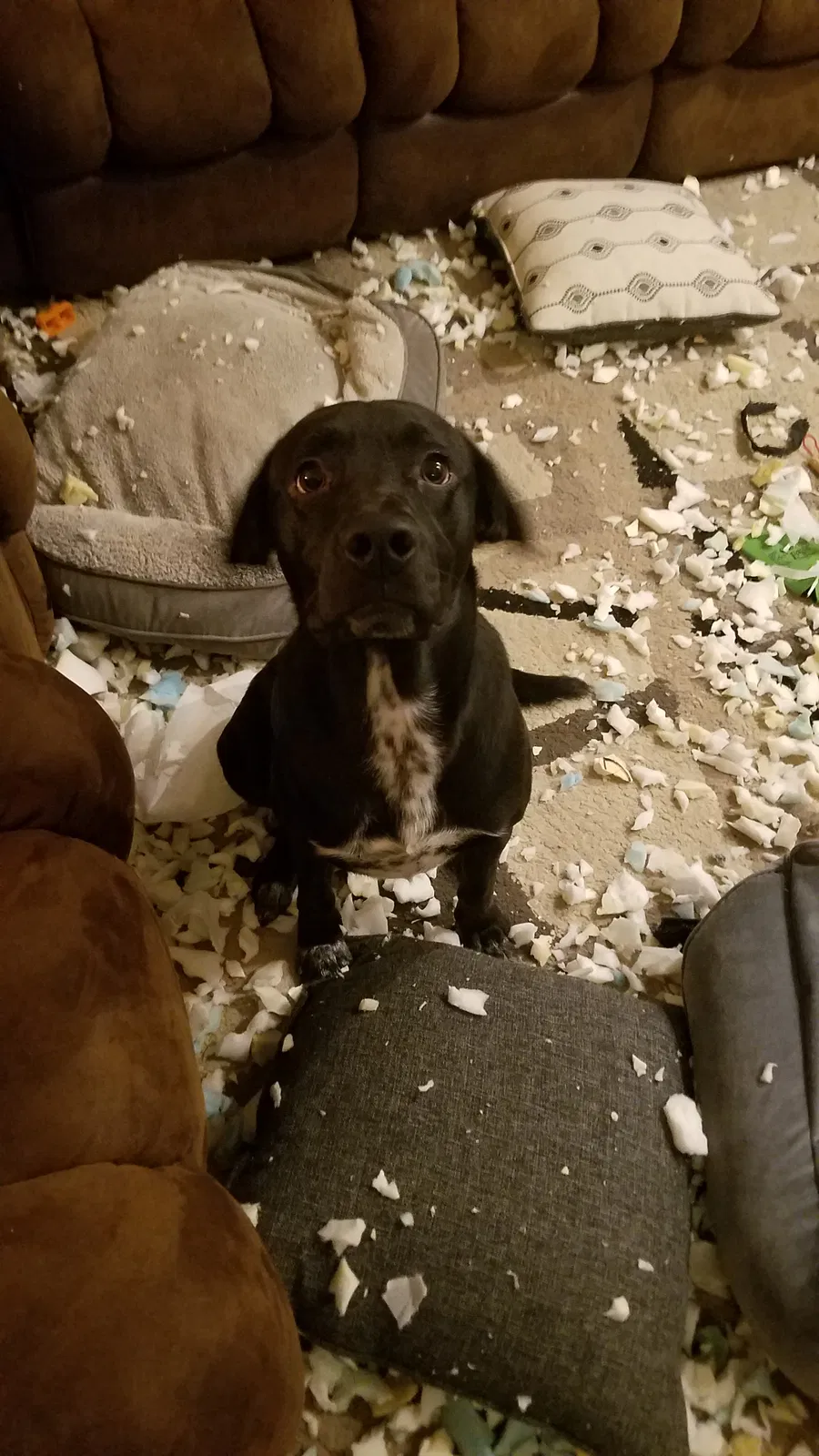 Lost dog in Breckenridge, MI, 48615