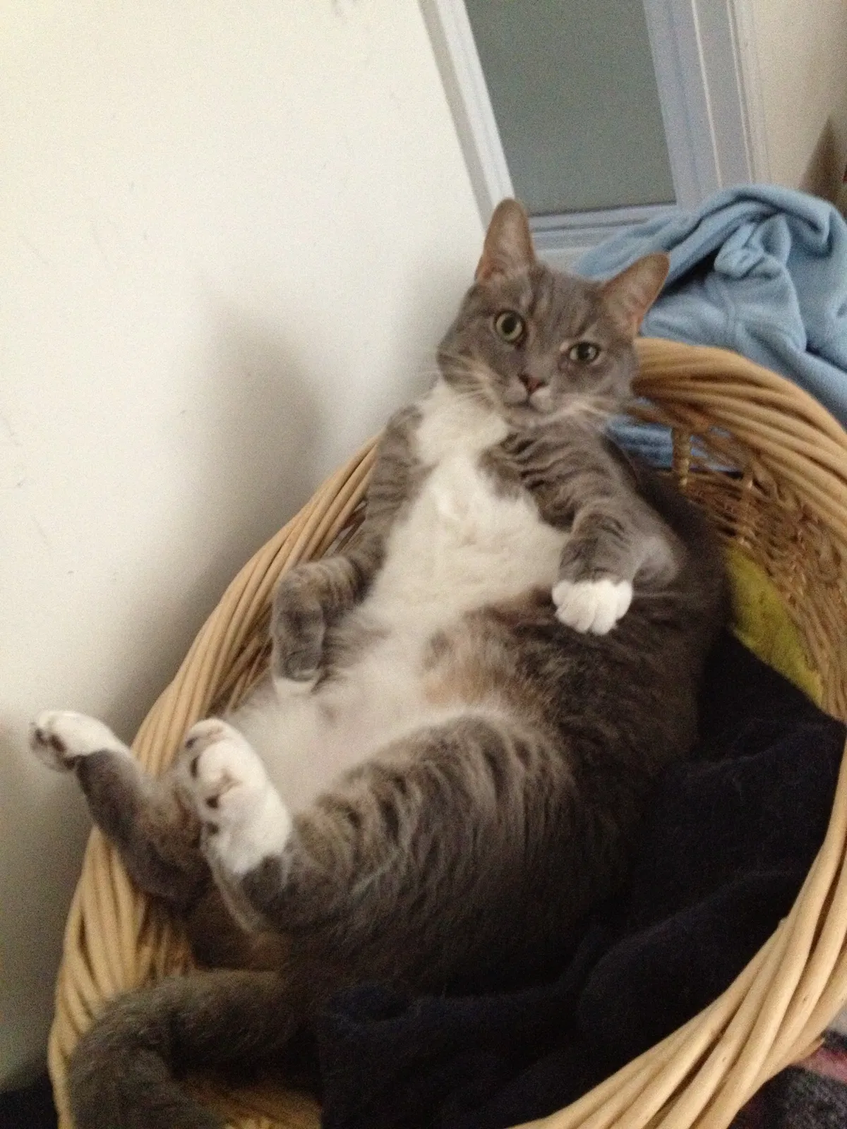 Found cat in Durham, NC, 27703