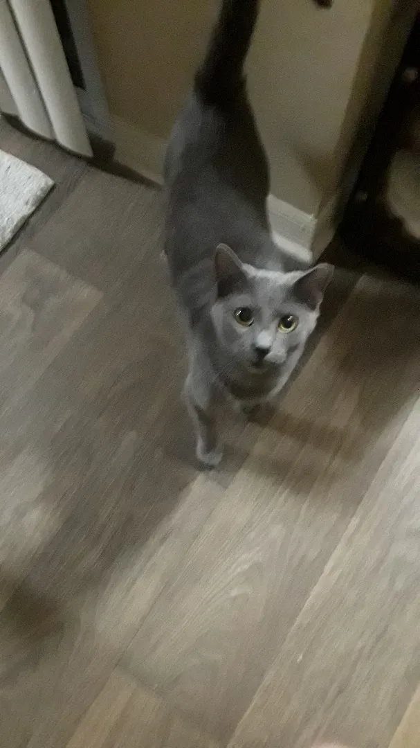 Lost cat in Pompano Beach, FL, 33065