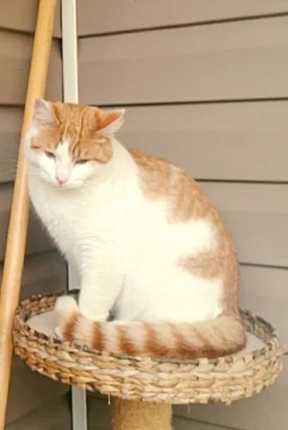 Lost cat in Forsyth, GA, 31029