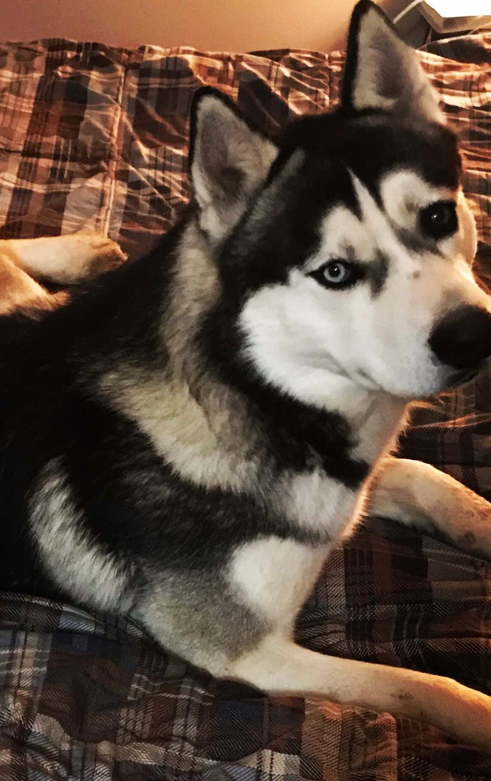 Lost dog in Keenesburg, CO, 80643