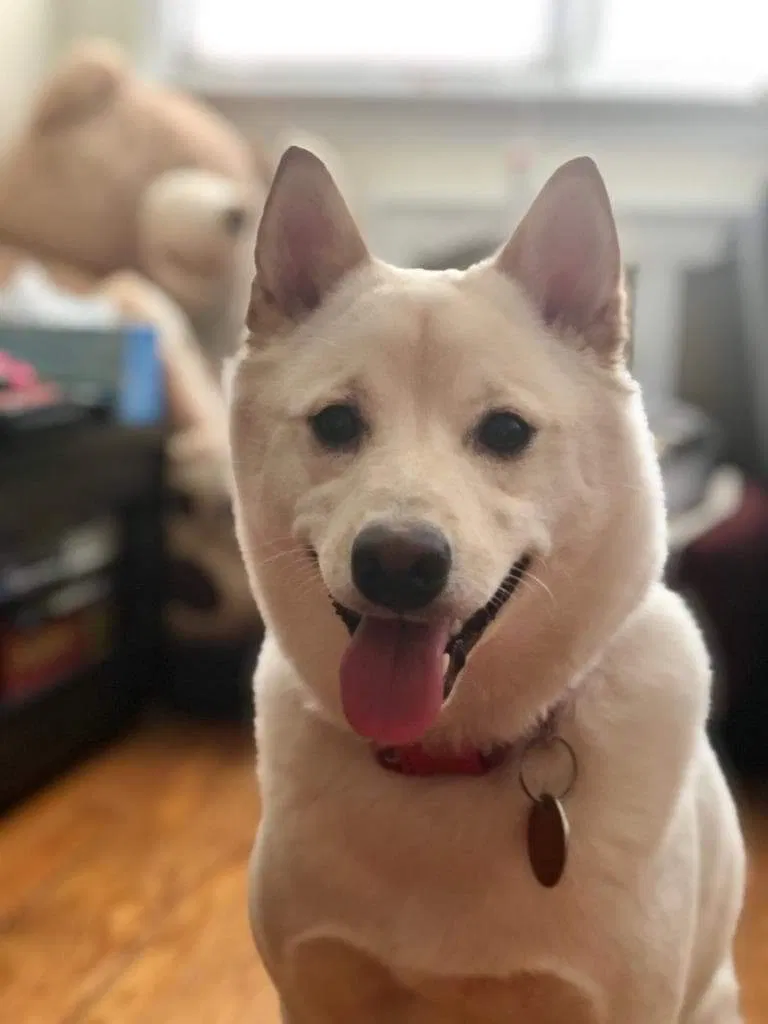 Lost dog in Jersey City, NJ, 7305