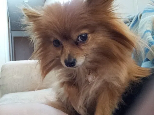 Lost dog in Pueblo, CO, 81007