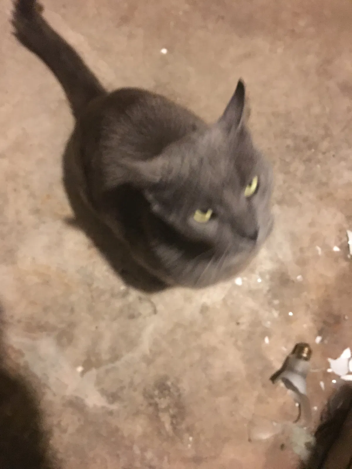 Found cat in Bethany, OK, 73008