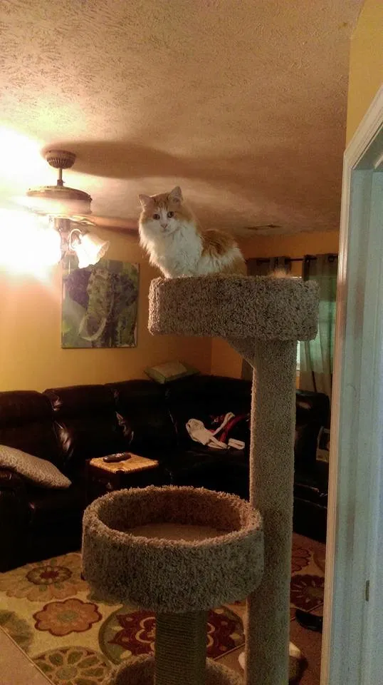 Lost cat in Chattanooga, TN, 37419