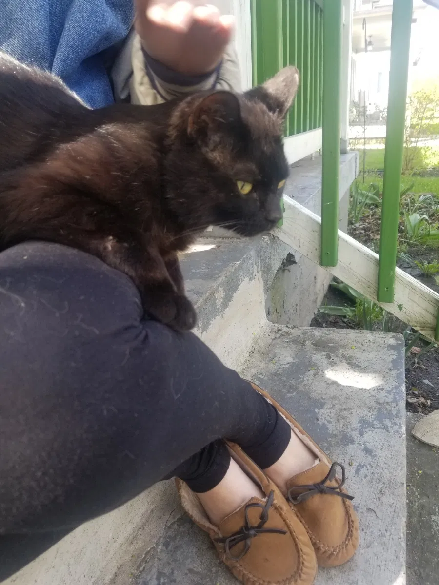 Lost cat in Grand Rapids, MI, 49504