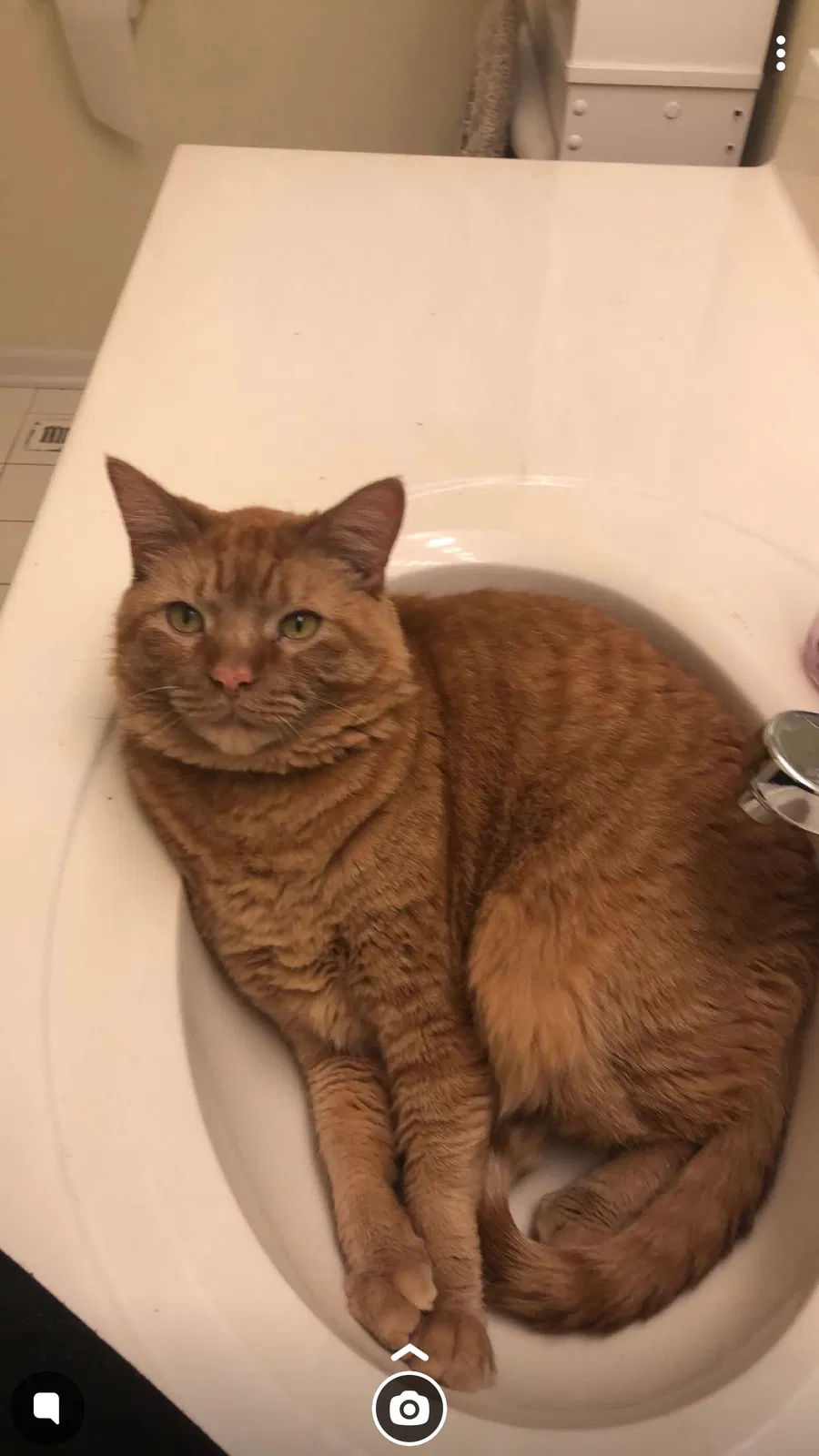 Lost cat in Oswego, IL, 60543