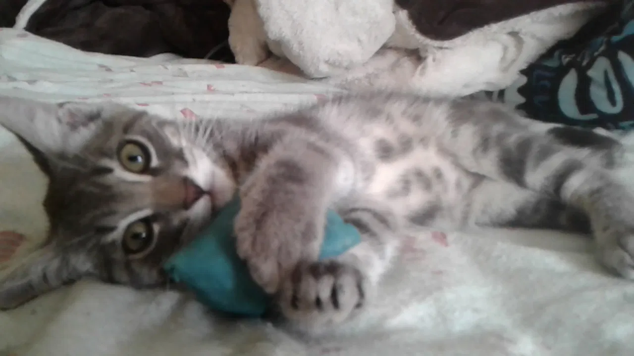 Lost cat in Sheridan, MI, 48884