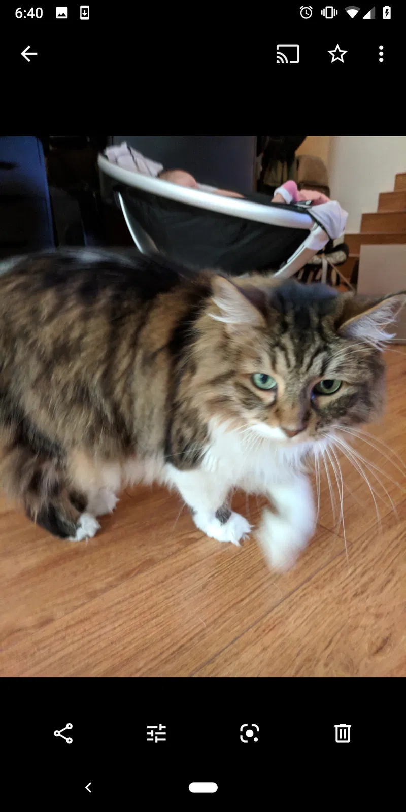 Lost cat in Portland, OR, 97223