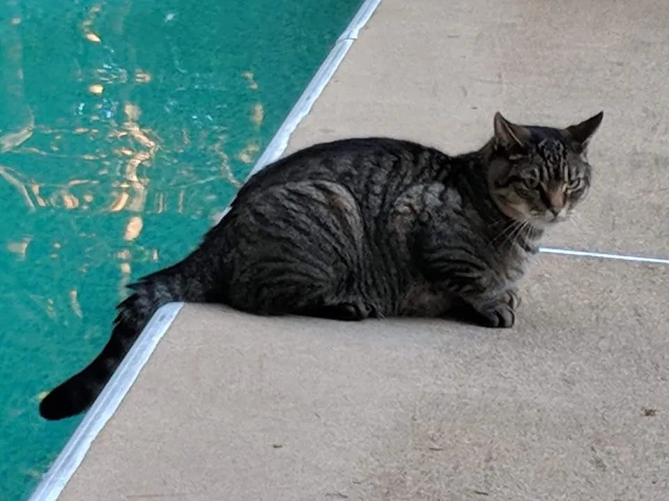 Lost cat in Stafford, VA, 22554