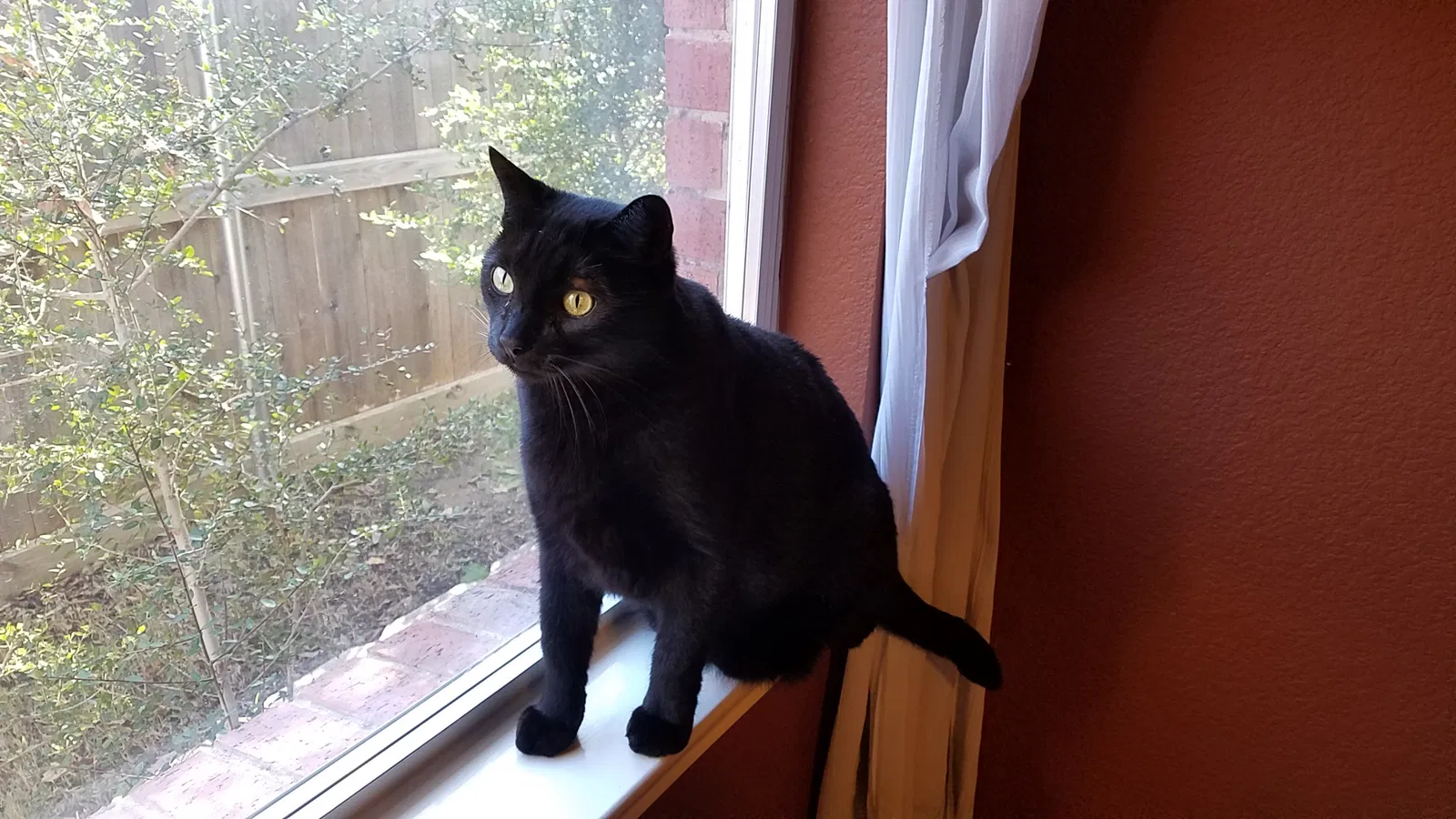 Lost cat in Mckinney, TX, 75071