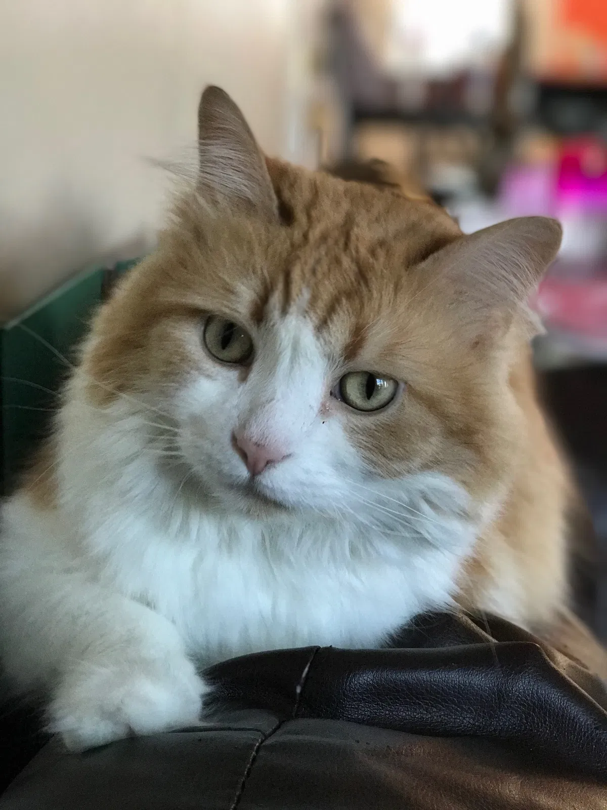 Lost cat in Hebron, KY, 41048