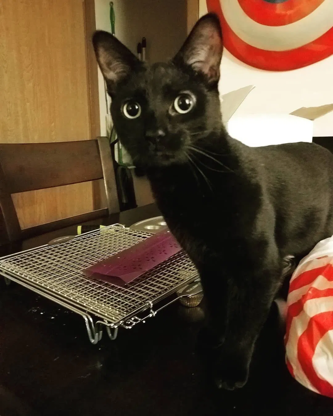 Lost cat in Grafton, WI, 53024