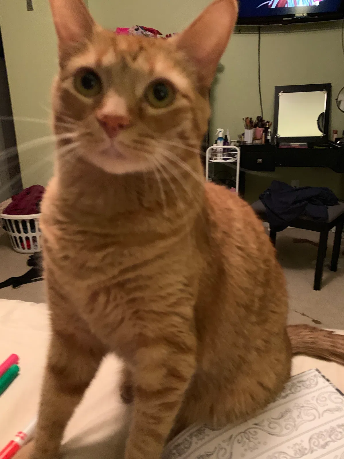 Lost cat in Graham, WA, 98338