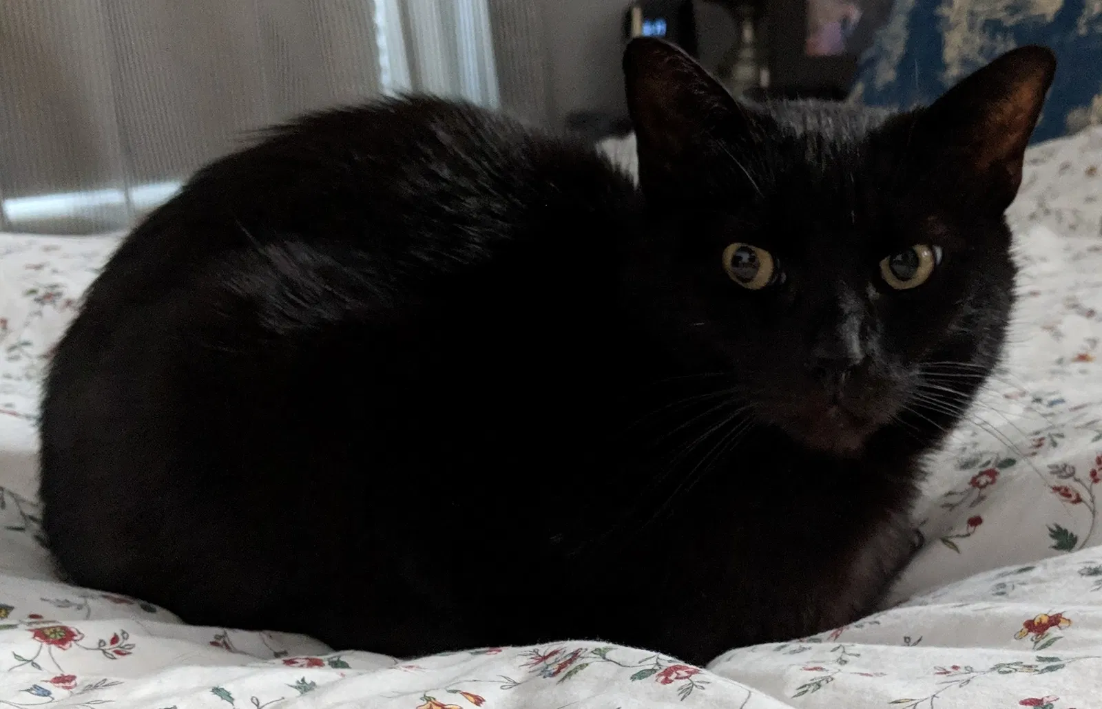 Lost cat in San Diego, CA, 92105