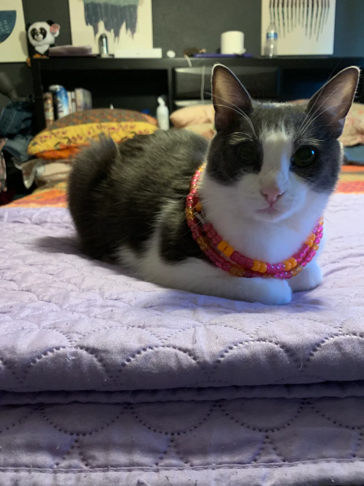 Lost cat in Gresham, OR, 97030