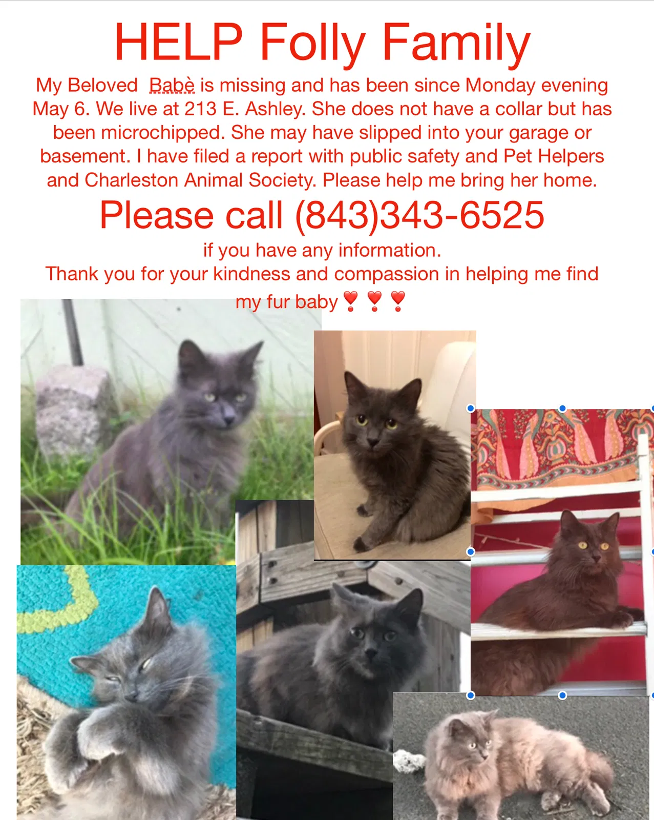 Lost cat in Folly Beach, SC, 29439