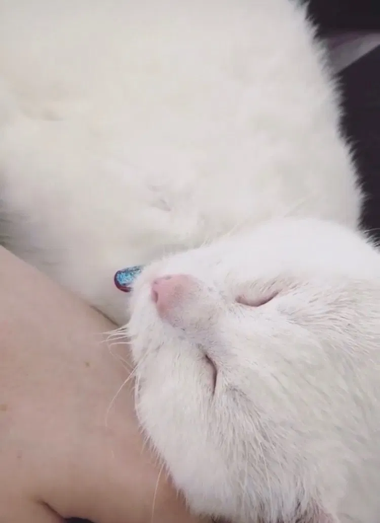 Lost cat in Zionsville, PA, 18092