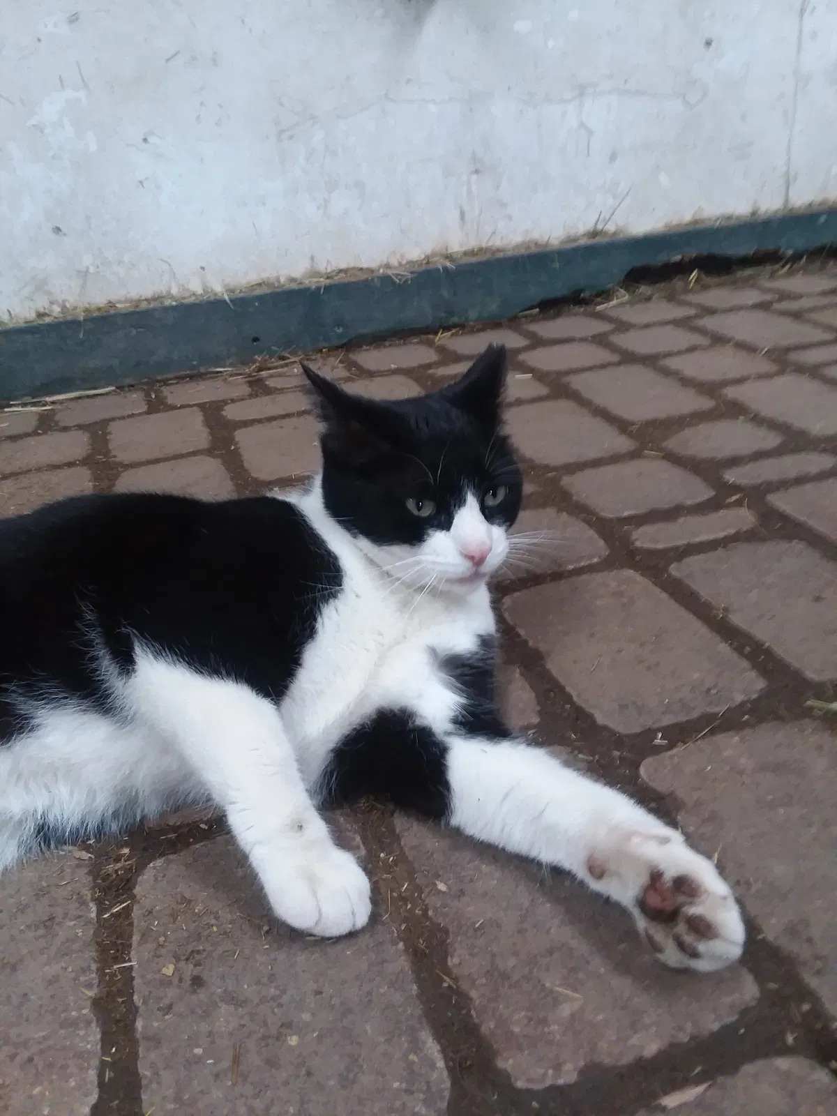 Lost cat in Fair Haven, MI, 48023