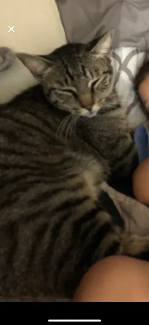 Lost cat in Buda, TX, 78610
