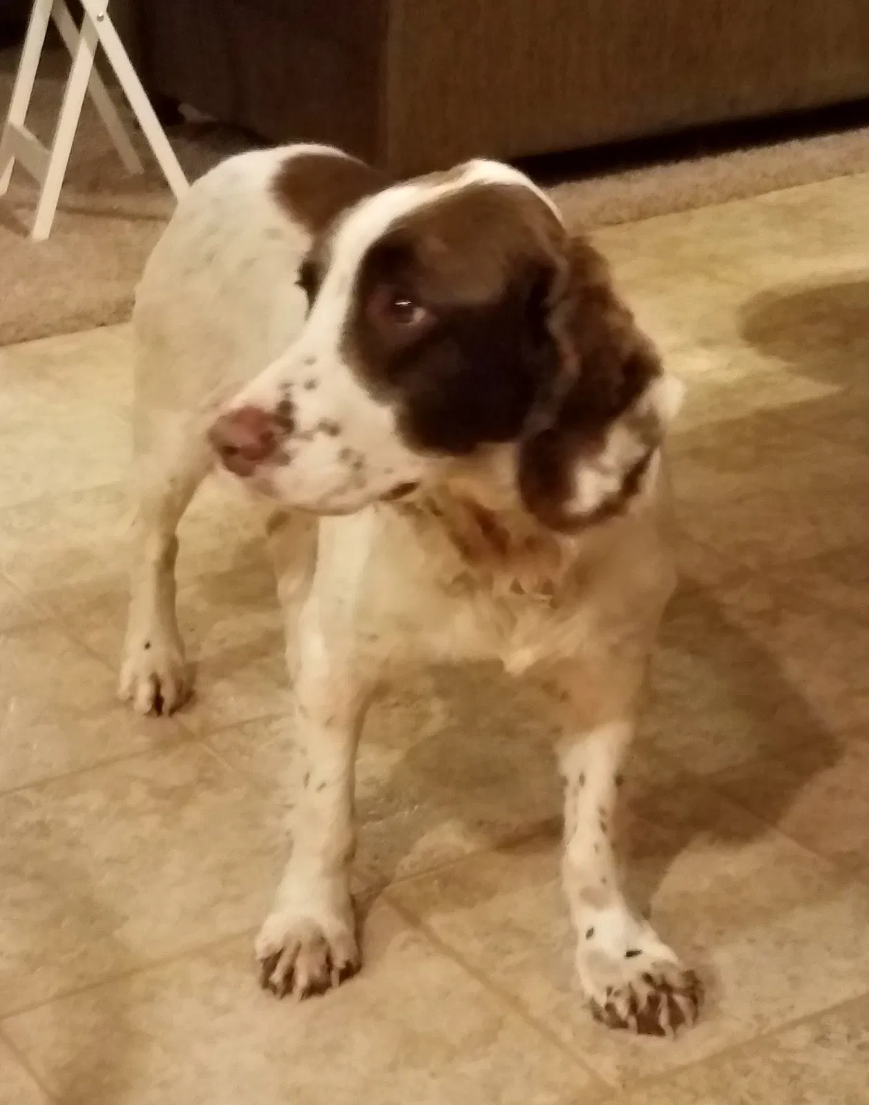 Lost dog in Sheldon, WI, 54766