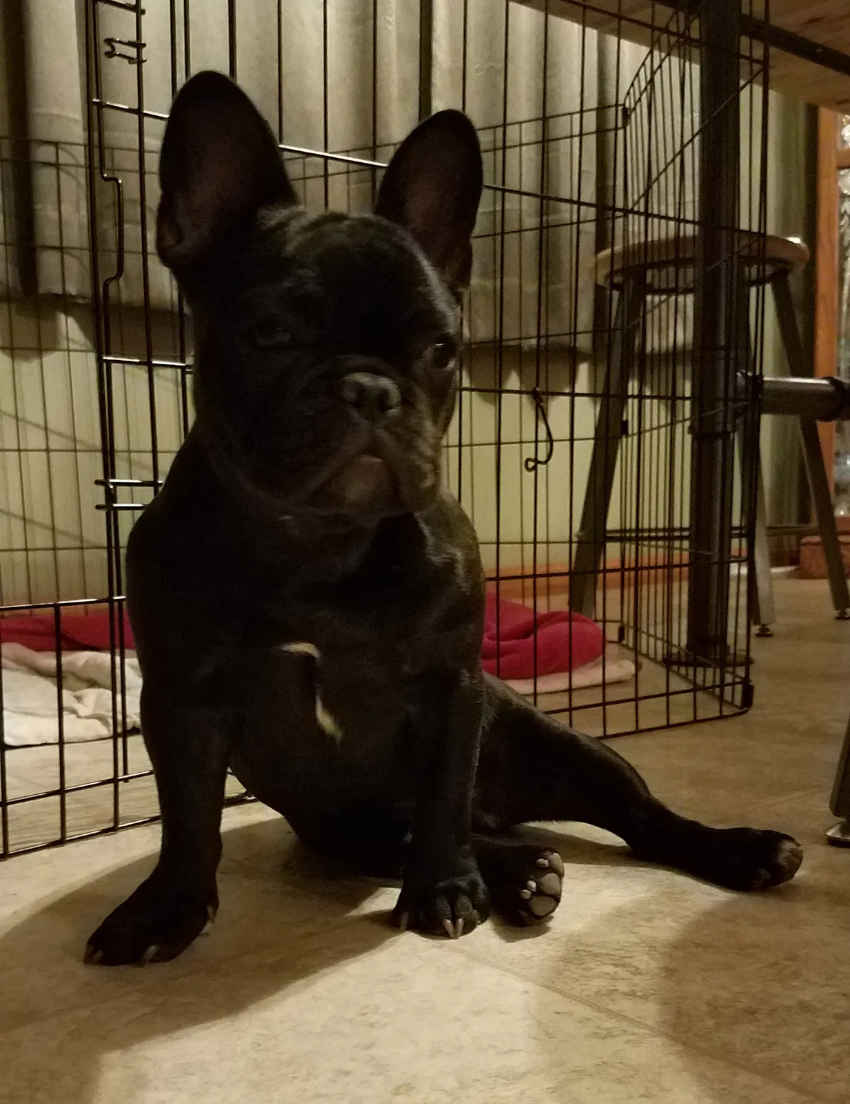 Lost dog in Sheldon, WI, 54766