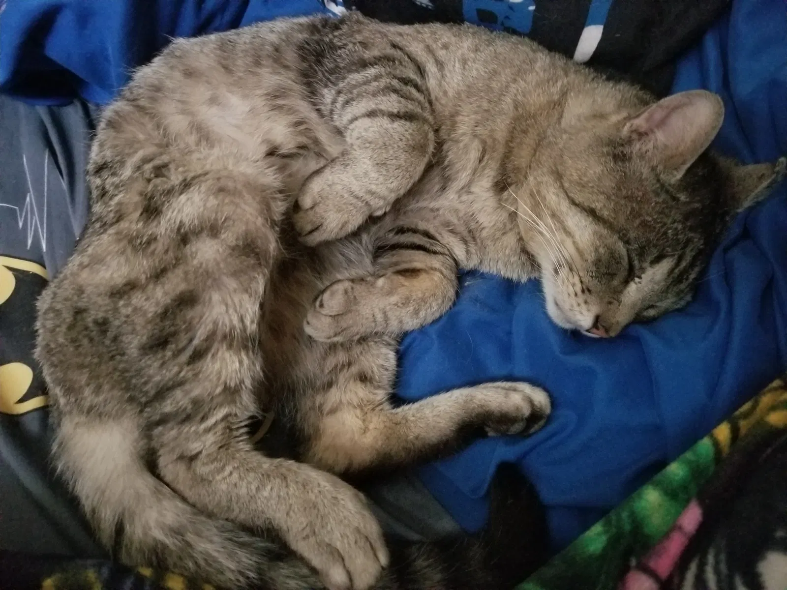 Lost cat in Unknown, AL, 0