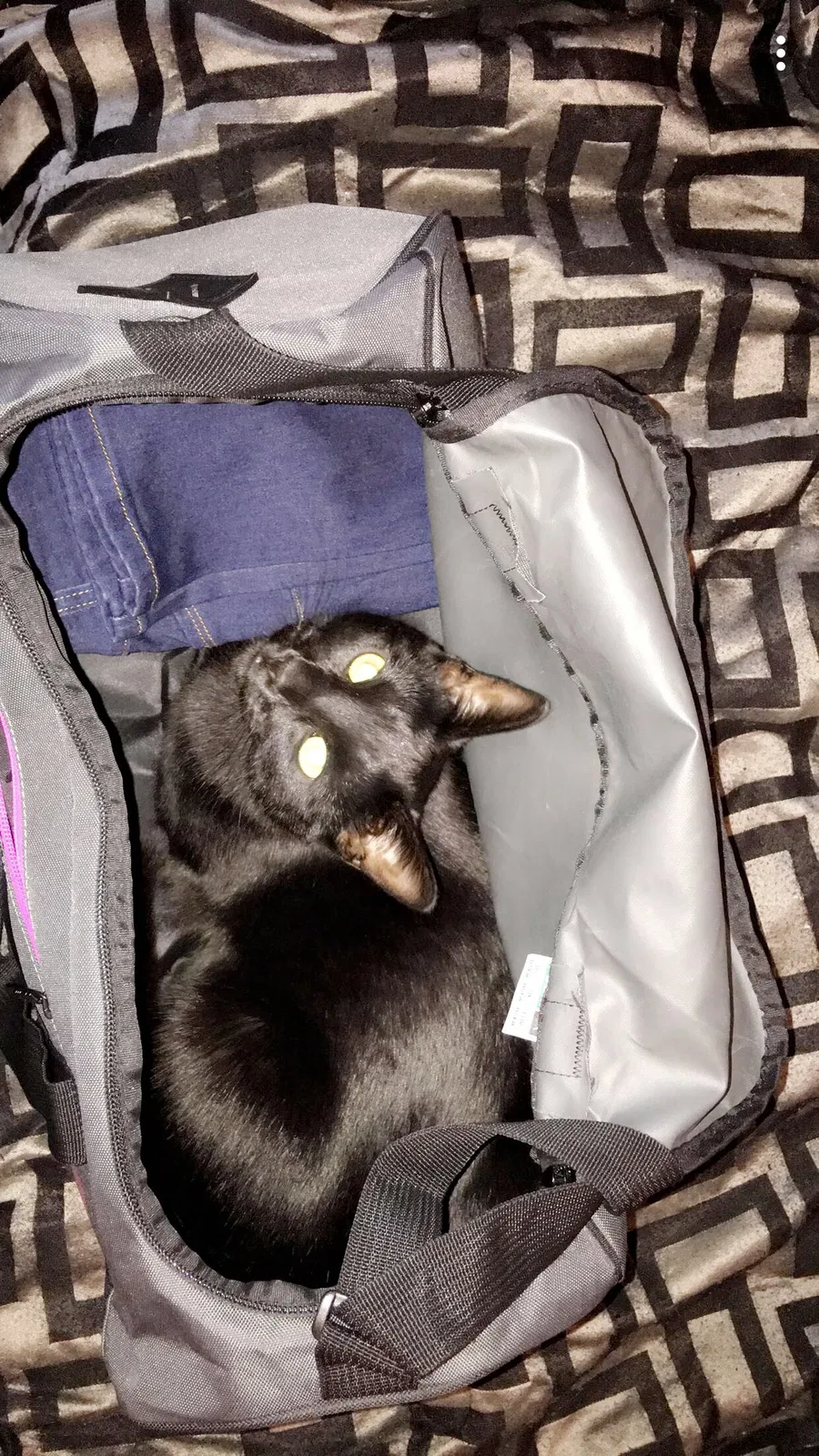 Lost cat in Boise, ID, 83703