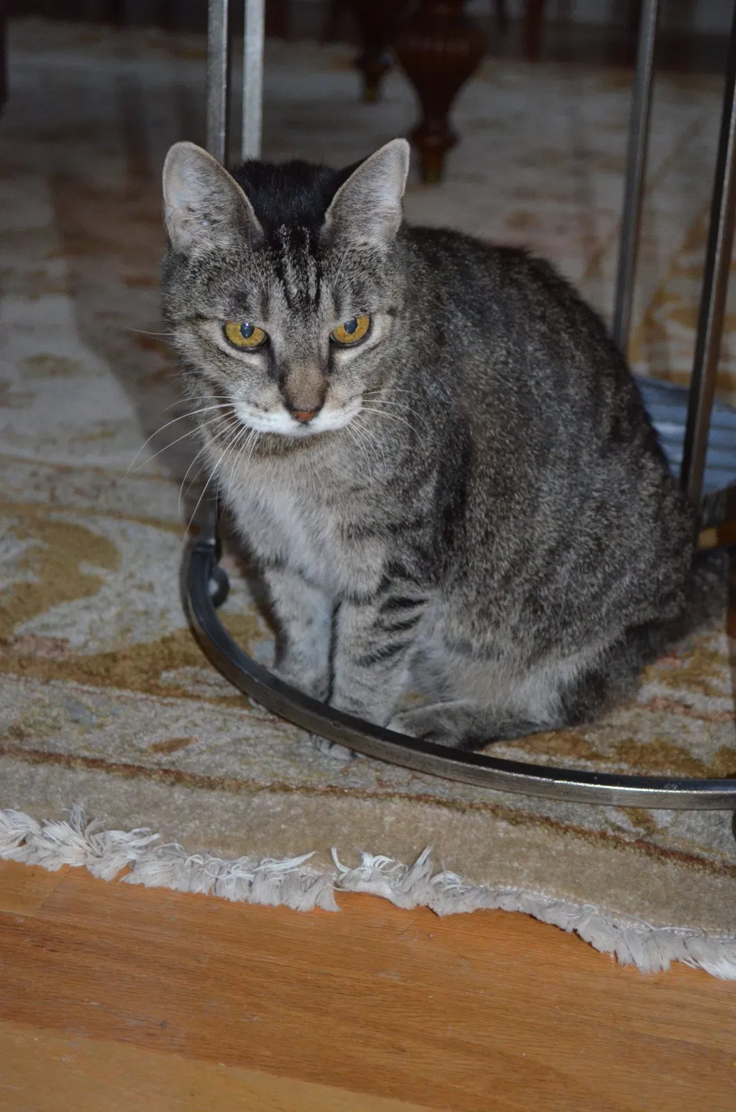 Lost cat in Addison, TX, 75001
