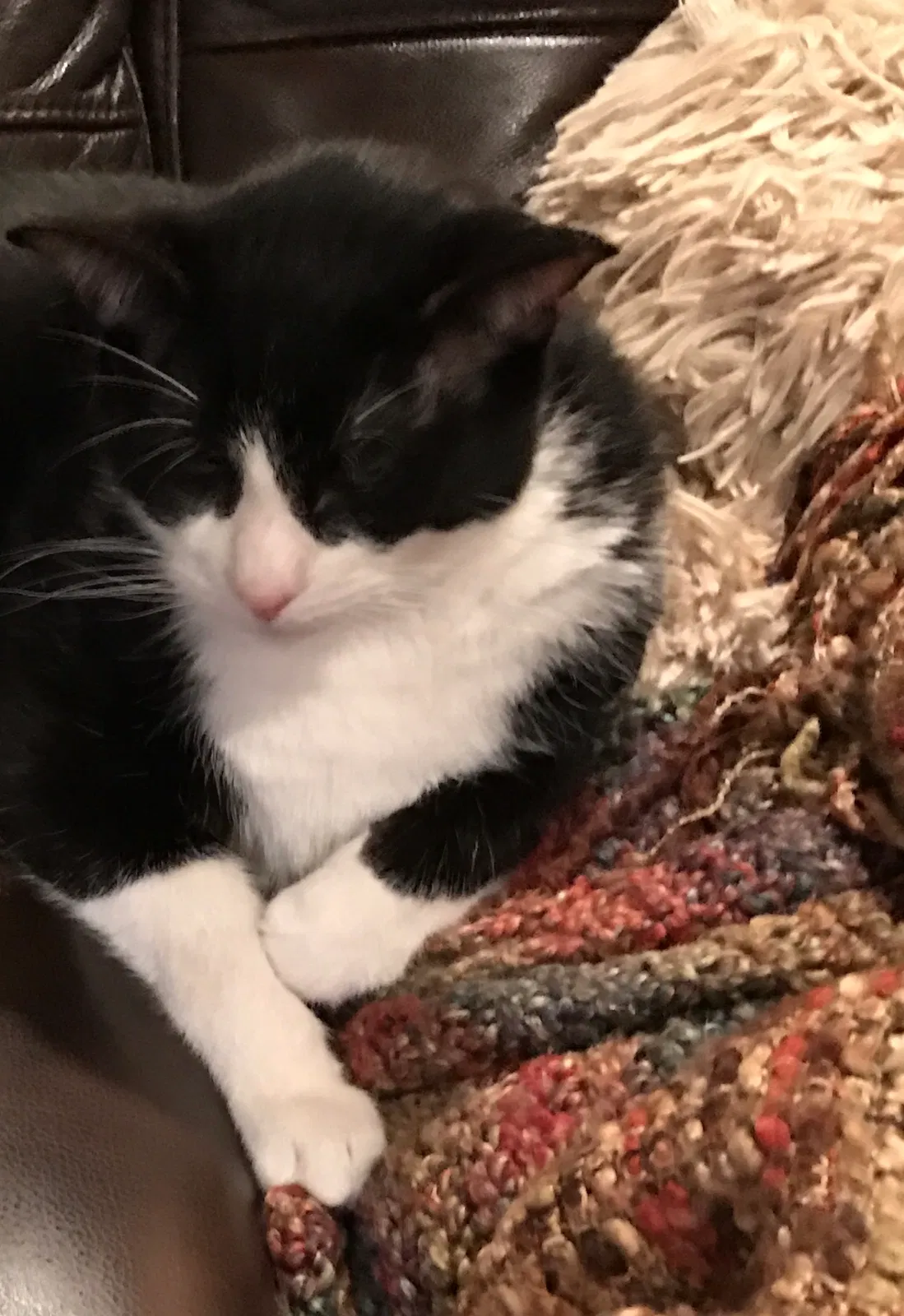 Lost cat in Dallas, TX, 75229