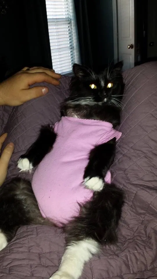 Lost cat in Broken Arrow, OK, 74012