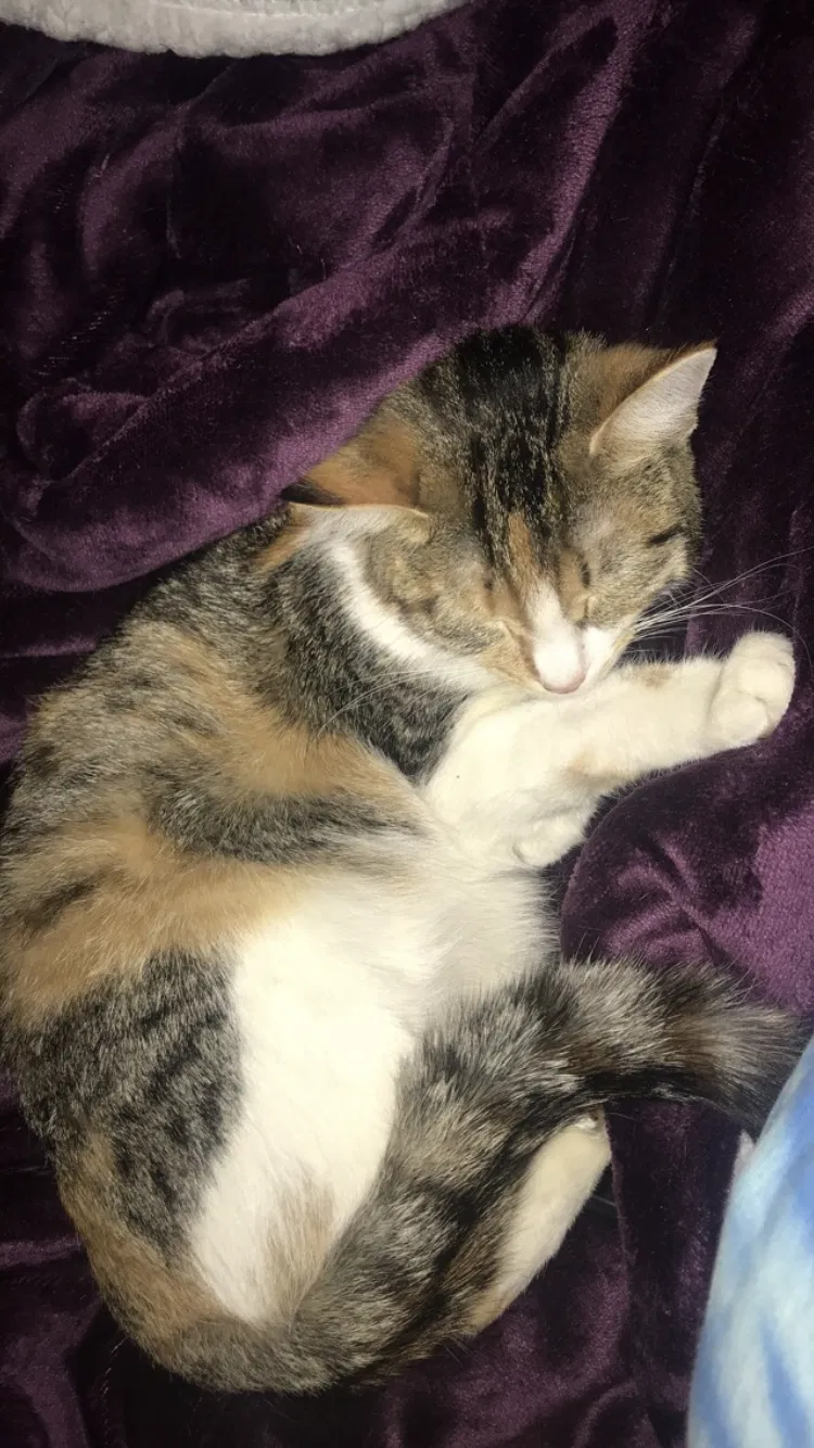 Lost cat in Menasha, WI, 54952