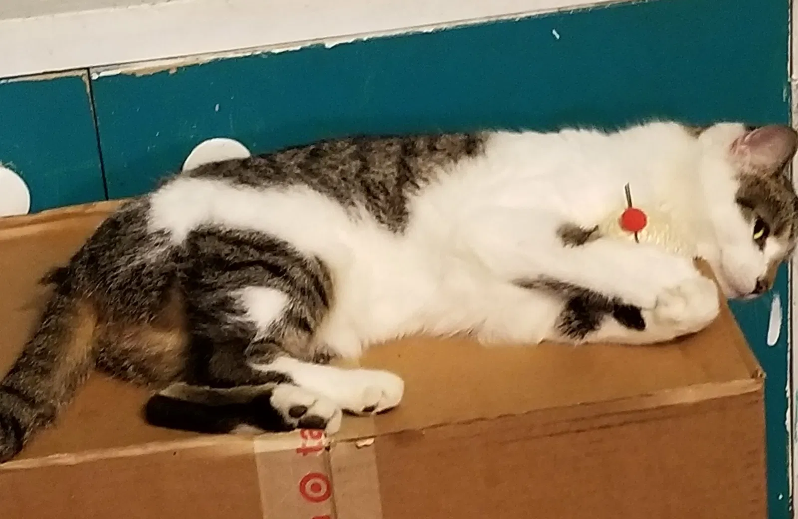 Lost cat in Lake Worth, FL, 33462