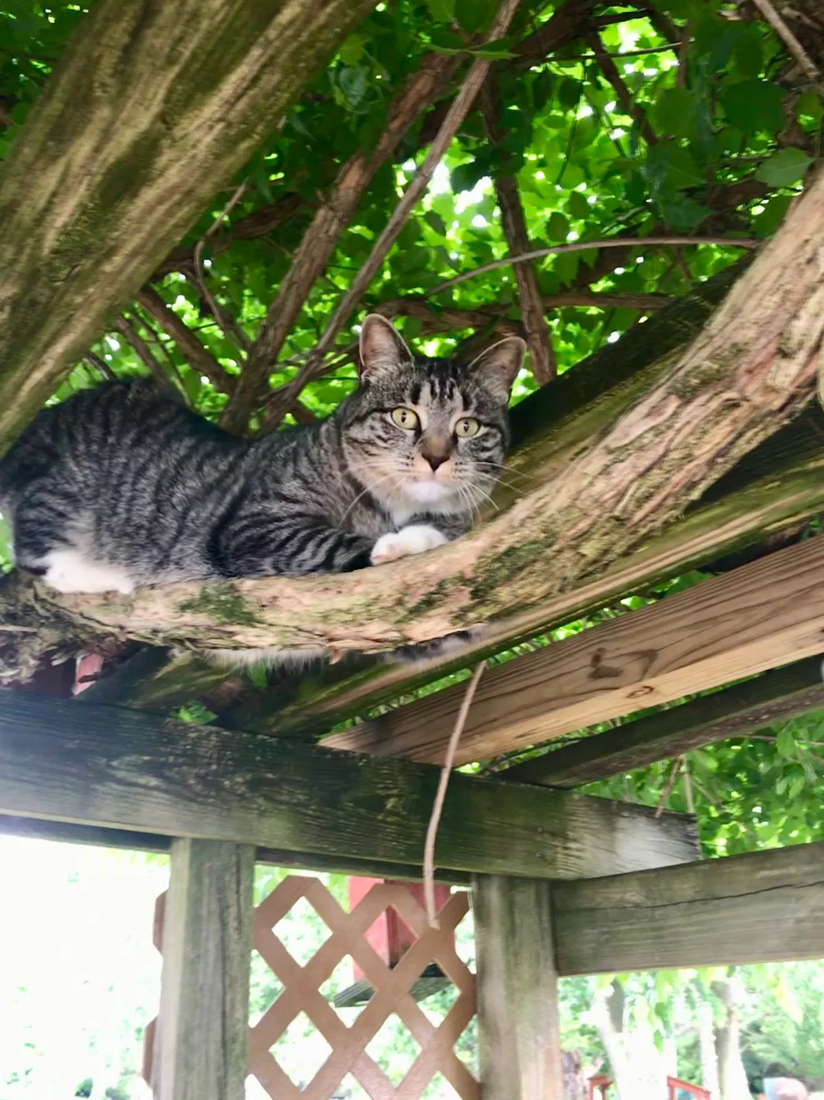 Lost cat in Bethlehem, PA, 18020