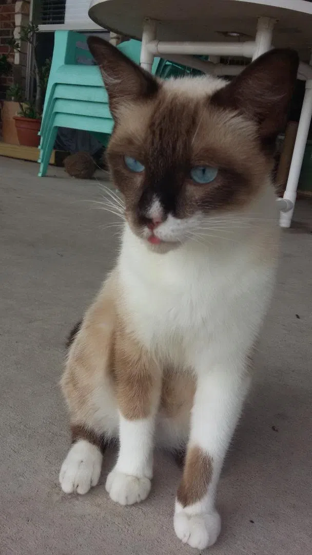 Lost cat in Robstown, TX, 78380