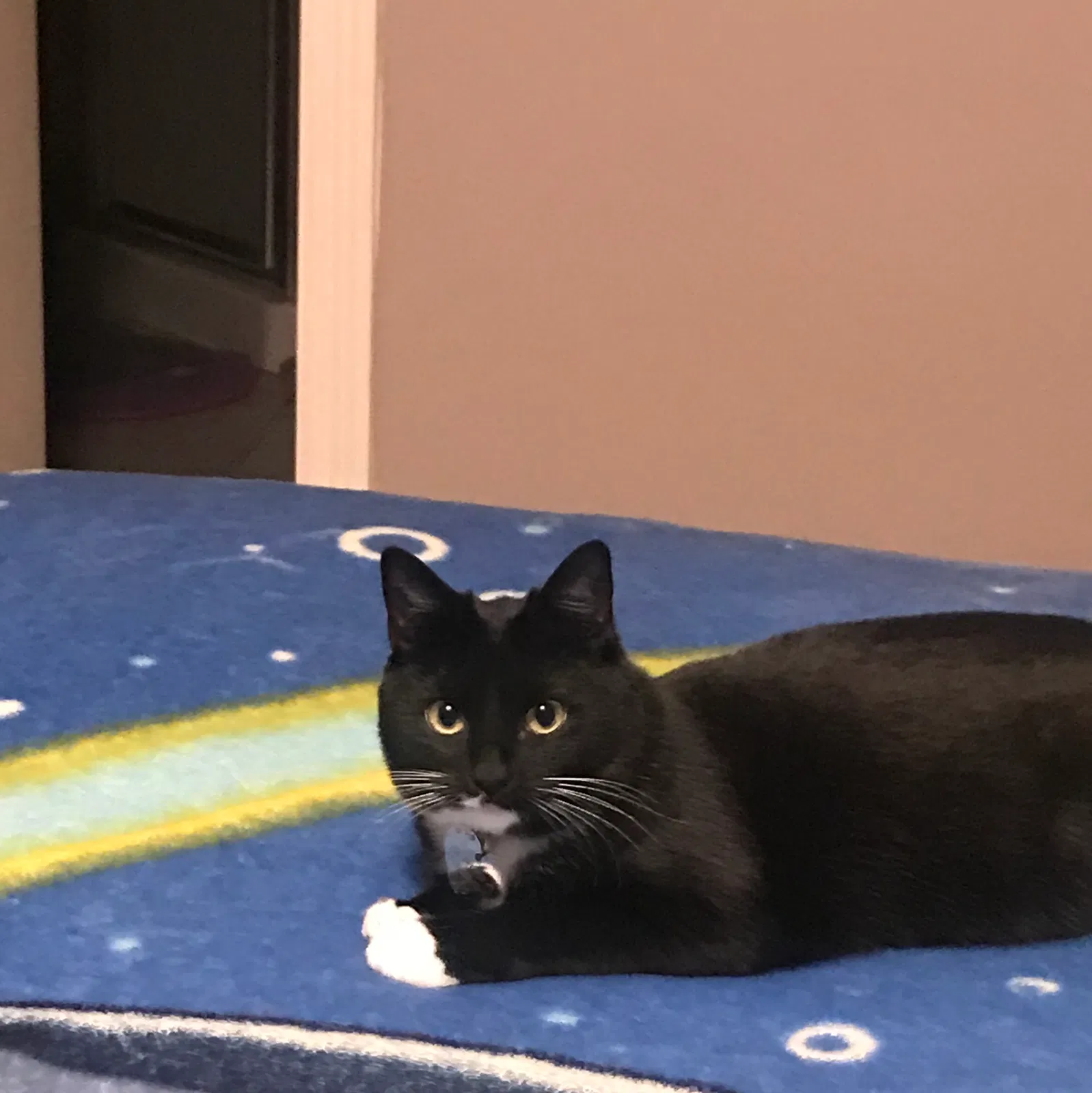 Lost cat in Pasadena, TX, 77505