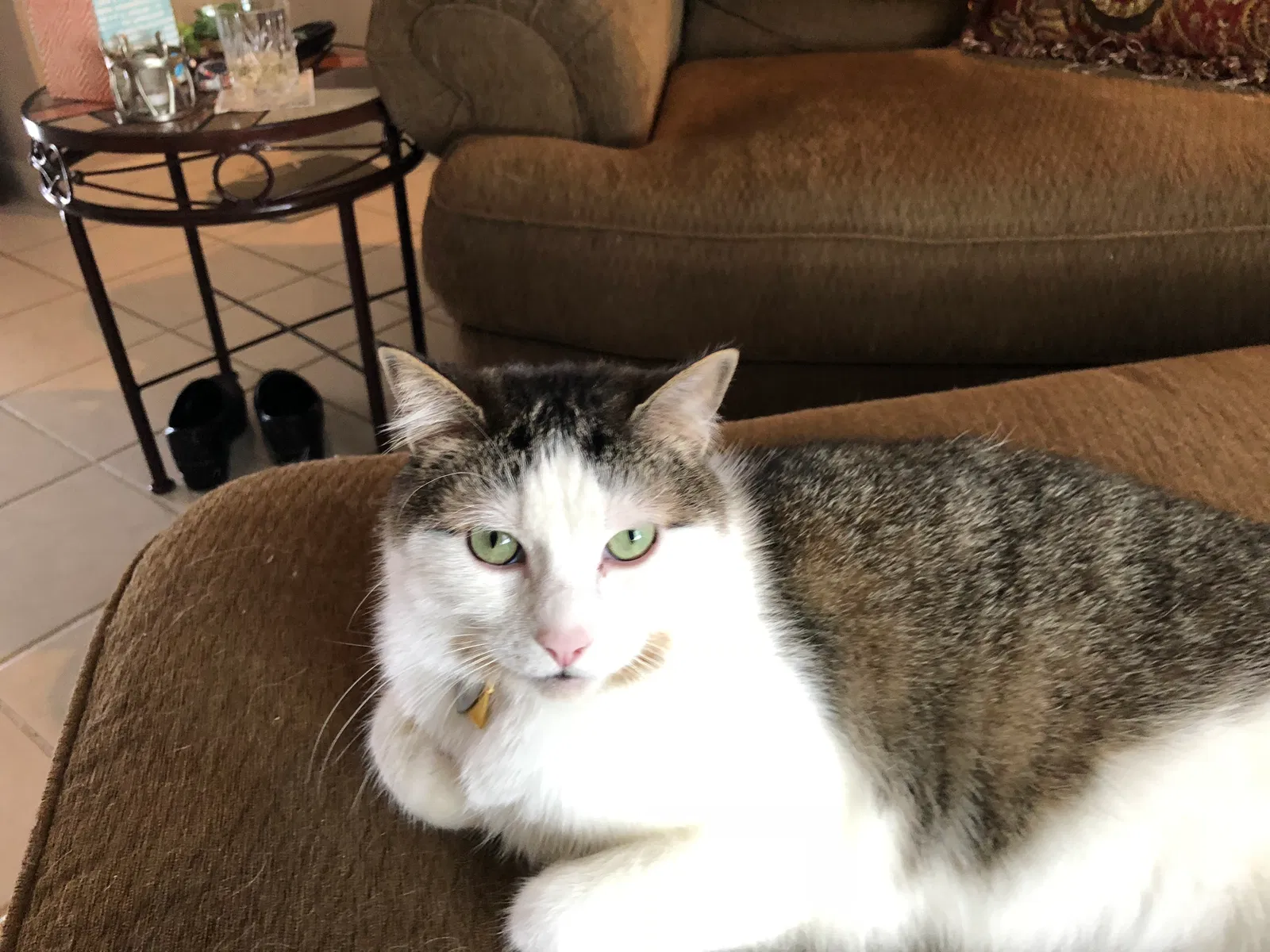 Lost cat in El Paso, TX, 79912