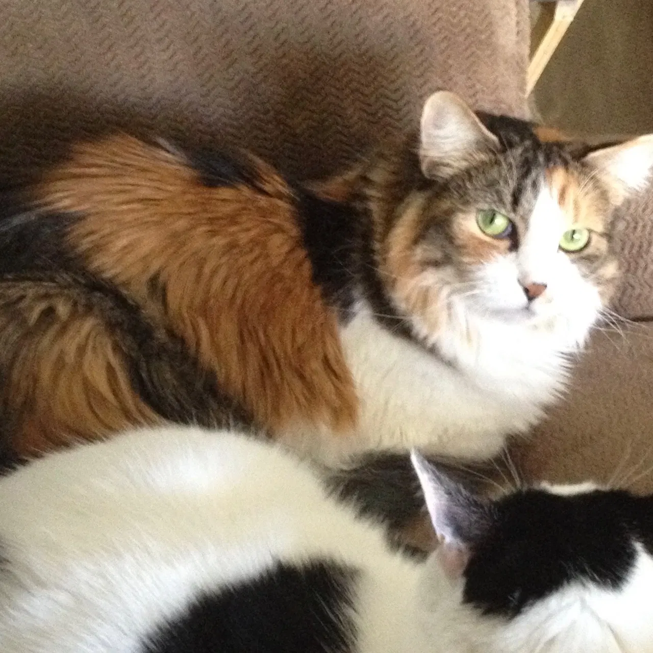 Lost cat in Prescott Valley, AZ, 86314