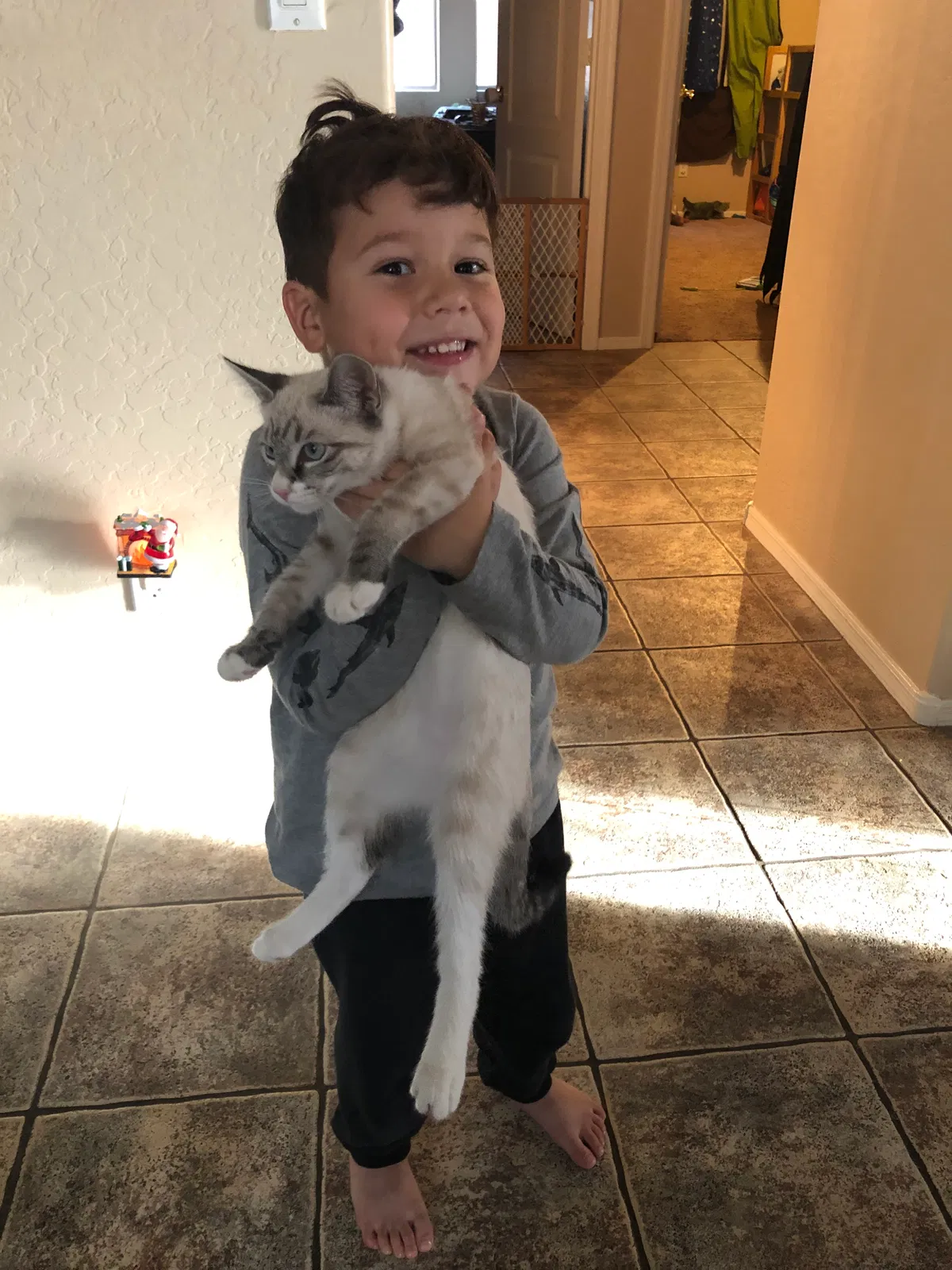 Lost cat in San Tan Valley, AZ, 85143