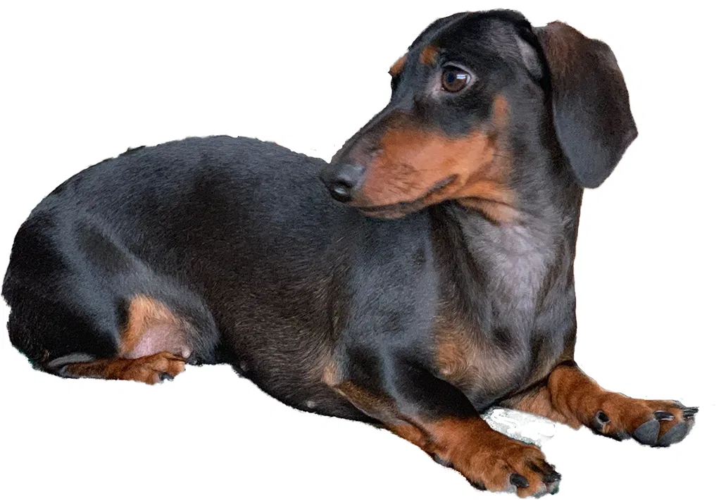 Lost dog in Portland, OR, 97231